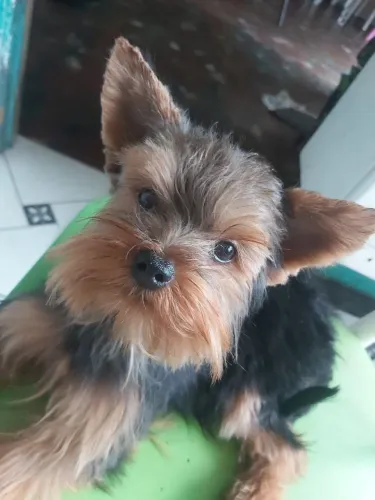 Lindo filhote macho de Yorkshire