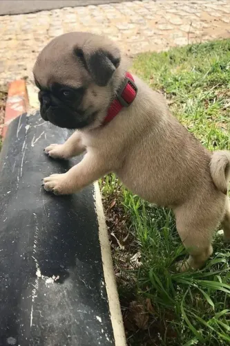 Pug filhotes encantadores amorr para sempre 