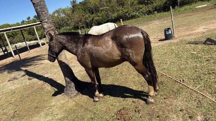 Vende - se cavalo