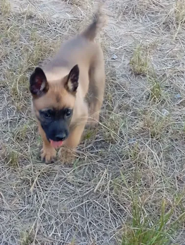 Filhotes pastor belga malinois
