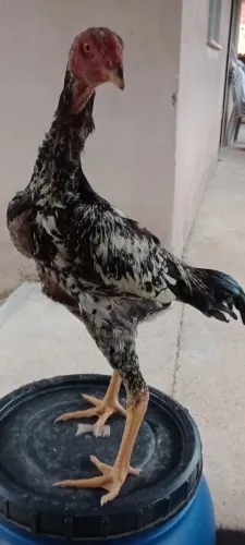 Frangos Shamo 