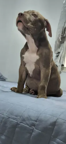FILHOTE PITMONSTER