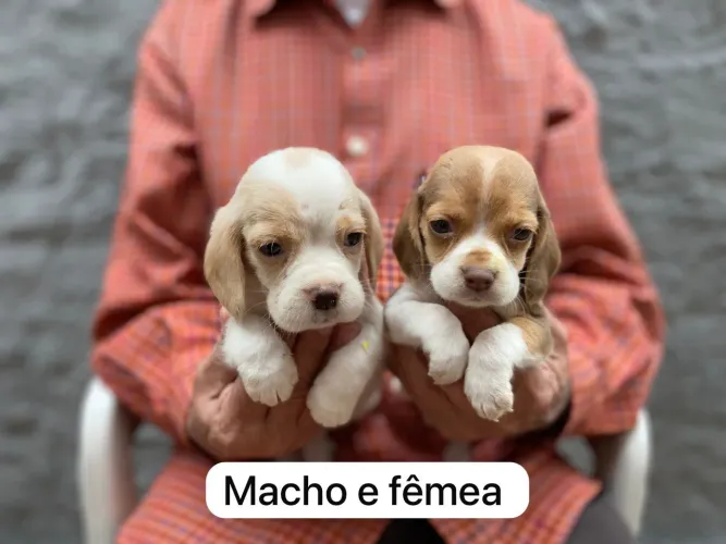 Beagle tricolor ou bicolor ambos no gênero¿