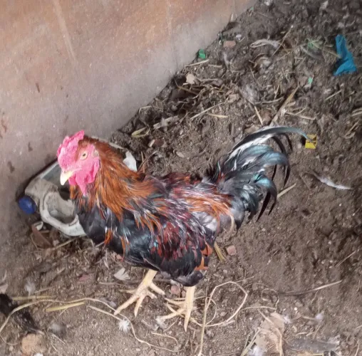Vendo galo