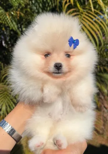 Lulu da pomerania anão verdadeiro ursinha 