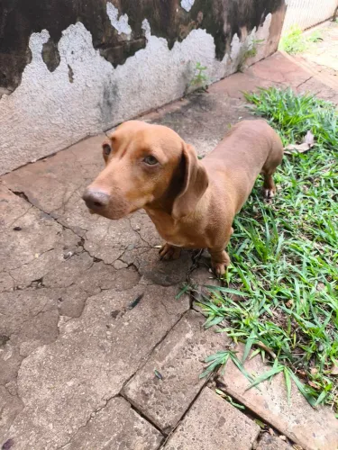 Macho salsicha disponível para cruzar.