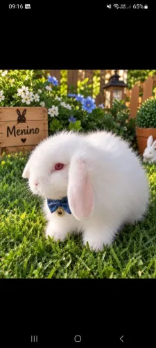 Mini coelho fuzzy lop
