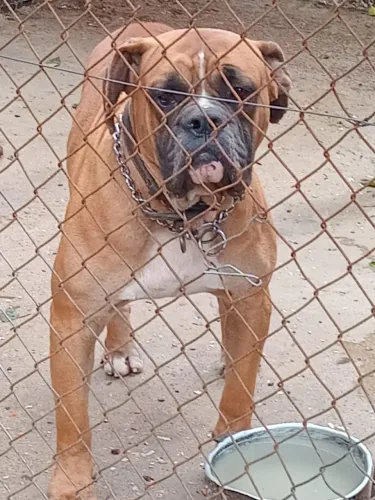Cachorro pra guarda