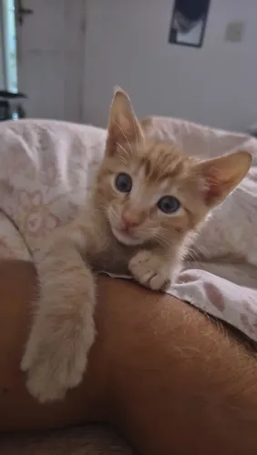 Gato Laranja 