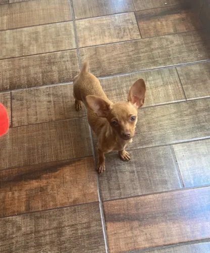 Fêmea Pinscher