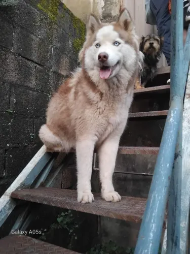 Vendo Husky Siberiano