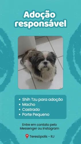 Shih Tzu para adoção em Teresópolis