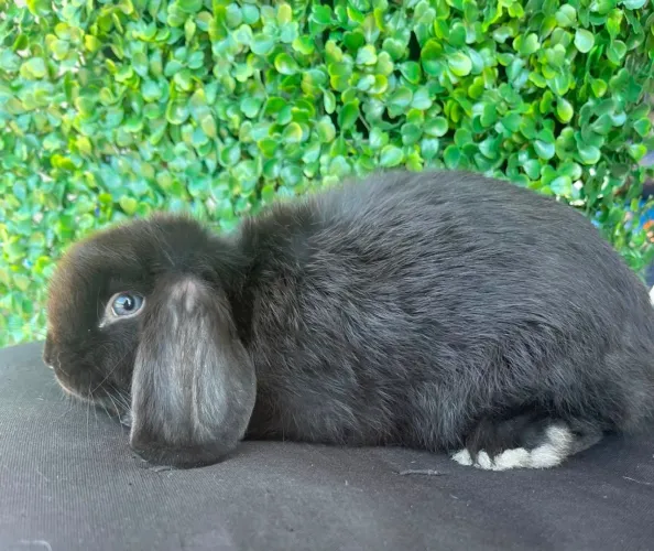Coelho Mini lop uruguaios olhos azuis