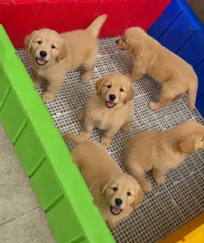 Golden retriever