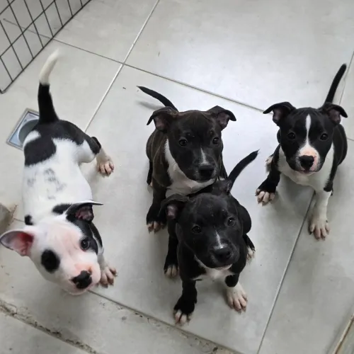 Staffordshire bull terrier, 3 meses, com pedigree!