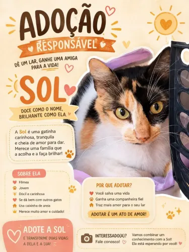 Sol é uma gatinha castrada e linda e muito amorosa 