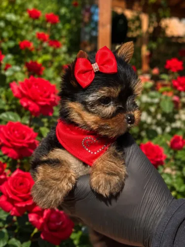 Promoção do dia filhote de yorkshire micro fêmea 