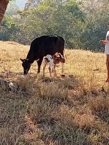 vacas