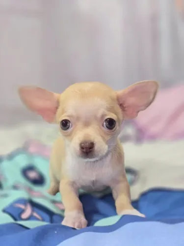 CHIHUAHUA pelo curto macho MINUSCULOS