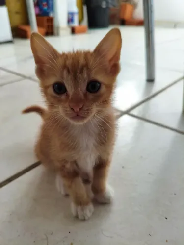 Doa-se gatinhos com 2 meses de vida já comem ração estão à procura de um lar