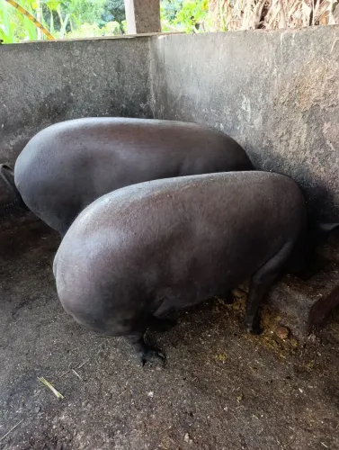 Porca Caipira