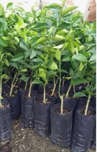 Laranja pera Rio enxertada