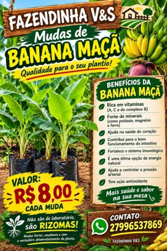 Mudas de banana maçã 