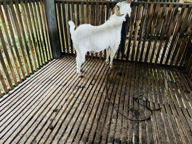 Vendo cabrito 