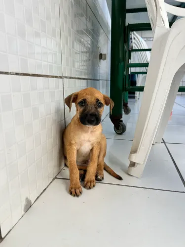 Macho disponível para adoção 