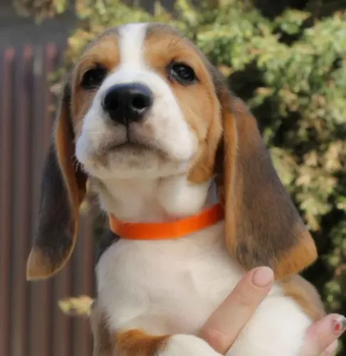 Filhotes de Beagle | Uma nova amizade começa com um primeiro encontro!