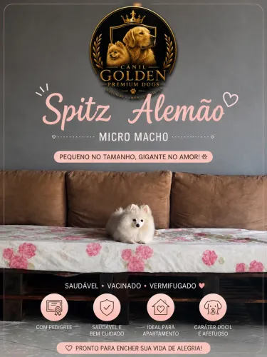 Spitz alemão micro 