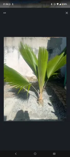 Paisagismo
