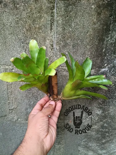 Bromélia Neoregelia Concêntrica (Arranjo Suspenso)