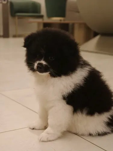 Filhote Macho Pomsky Mini (Merle) - Pedigree