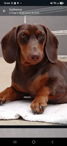 Cachorro Dachshund salsicha