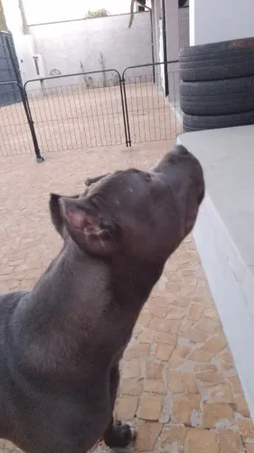 American Staffordshire Terrier