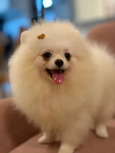 Spitz