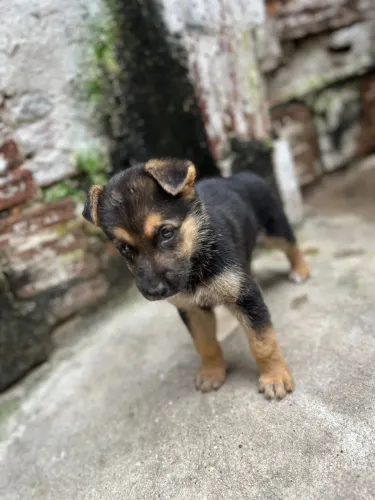 Cachorro filho de pastor alemão puro 