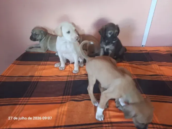 Adoção Cachorros 40 dias