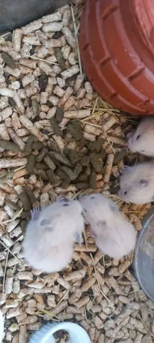 Hamster sirios 