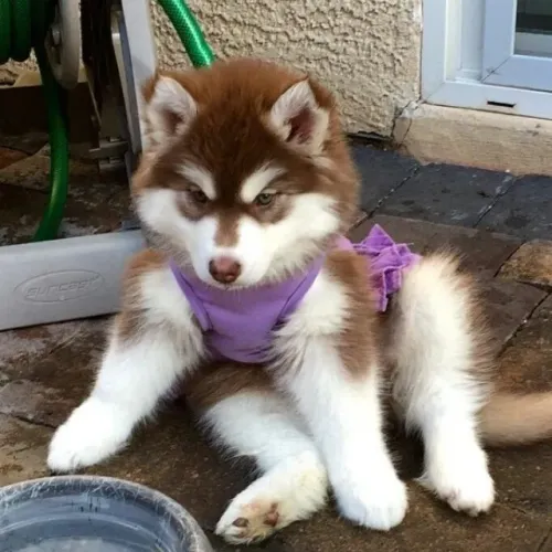 Bebezinho Husky Siberiano de primeira linha e temperamento amigavel