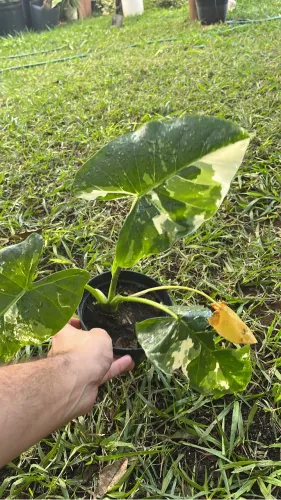Plantas Colecionáveis