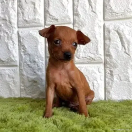 Pinscher/Pincher Cachorro Excelente Vigia Macho e Fêmea com Garantias