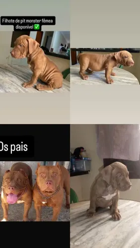 Filhote de Pit monster