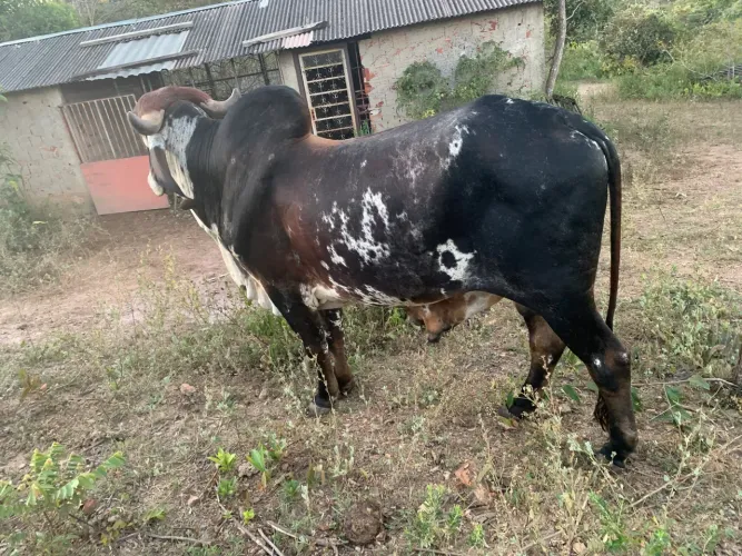 Vende-se ótimos boi, bezerro, cavalo e égua