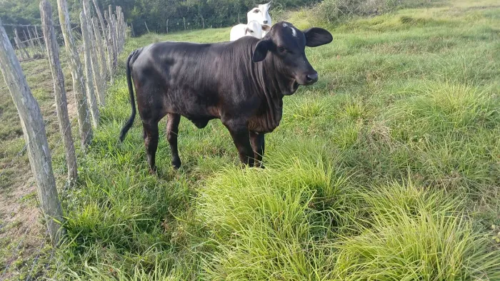 Vaca de leite segunda cria parida com uma bezerra