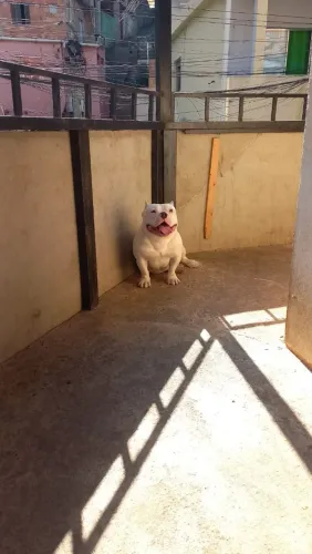 American bully micro