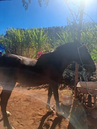 Cavalo esperto