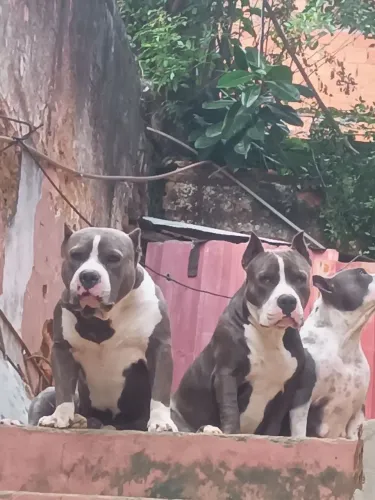 Lindos filhotes América buly com com 02 mês já