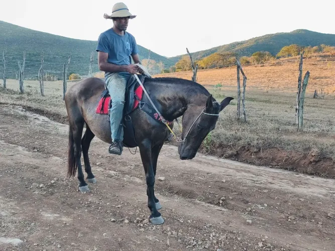 Éguas Mangalarga